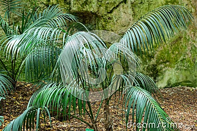 Howea Forsteriana Plant in Summer Stock Photo