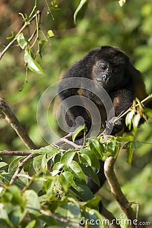 Howler monkey Stock Photo
