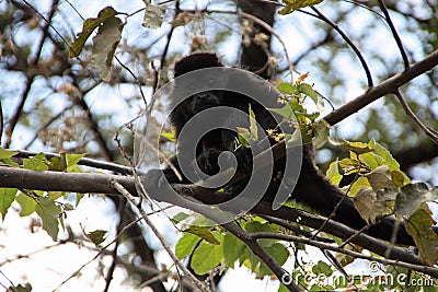 Howler monkey on a tree in Costa Rica Stock Photo