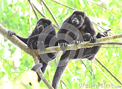 Howler monkey troop in tree with baby, corcovad0, costa rica Stock Photo