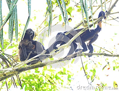 Howler monkey troop in tree with baby, corcovad0, costa rica Stock Photo