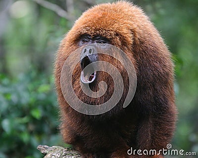 Howler monkey Stock Photo