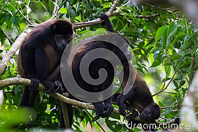 Howler monkeys in the jungle Stock Photo