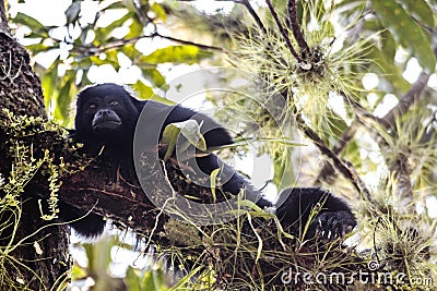 Black Hair monkey watching from a high brunch tree in a tropical Jungle Stock Photo