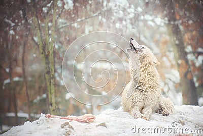 Howling arctic wolf also known as the white wolf or polar wolf. Stock Photo