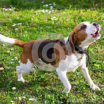 Howling Beagle dog. Barking beagle in summer garden Stock Photo