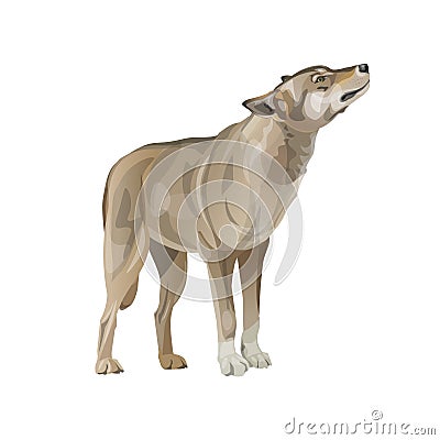 Howling gray wolf Vector Illustration