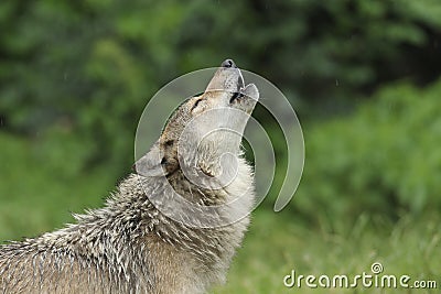 Howling Gray Wolf Stock Photo