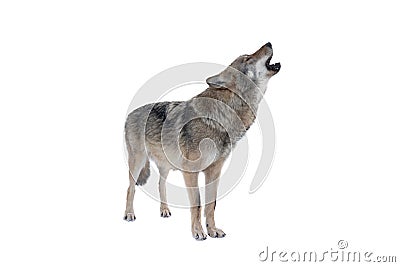 Howling gray wolf isolated on white Stock Photo