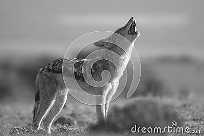 Howling Jackal Stock Photo