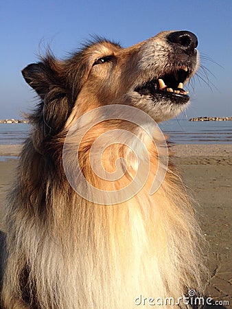 Howling Lassie Dog Stock Photo