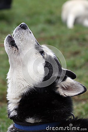 Why do huskies howl?