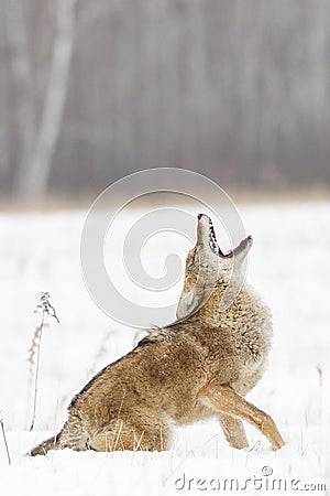 Howling at sunrise Stock Photo