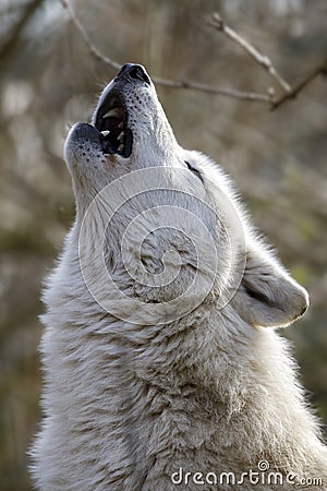 Howling White Hudson Bay wolf Stock Photo