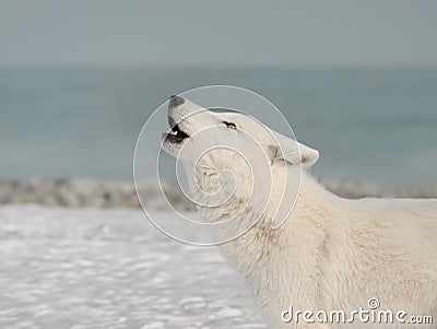 howling white polar wolf on the background of lake Stock Photo