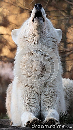 Howling white wolf Stock Photo