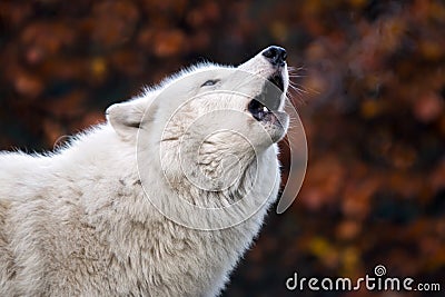 Howling white wolf Stock Photo