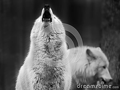 Howling wolf Stock Photo