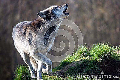 Howling Wolf Stock Photo