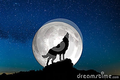 Howling wolf Stock Photo