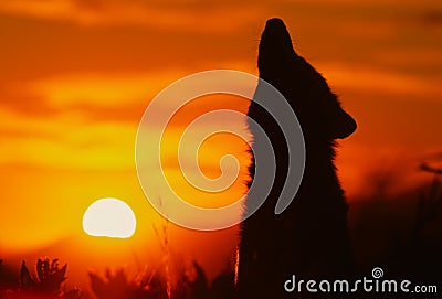 Howling Wolf in Sunrise Stock Photo