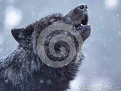 Howling wolf in winter Stock Photo