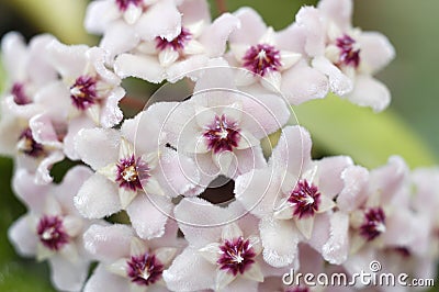 Hoya Carnosa Flowers Stock Photo