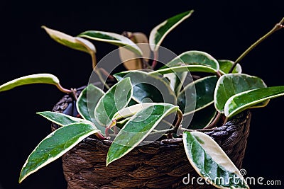 Hoya carnosa variegata `Krimson Queen` foliage. Stock Photo