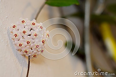 Hoya flower bloom close up view shallow depth of field Stock Photo