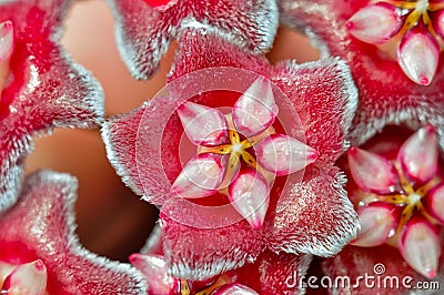 Hoya flowers (Hoya carnosa) macro Stock Photo