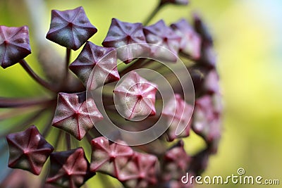 Hoya Imperialis Flower. Stock Photo