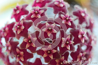 Hoya Imperialis Flower. Stock Photo