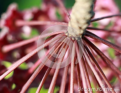 Hoya Imperialis Flower. Stock Photo