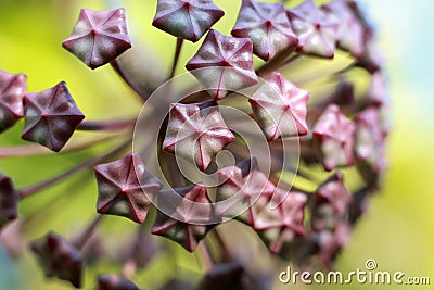 Hoya Imperialis Flower. Stock Photo