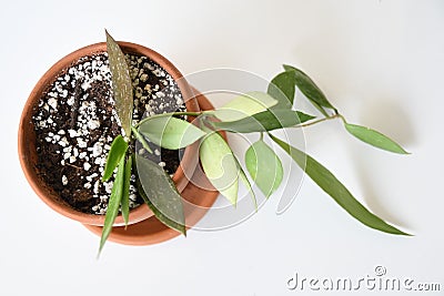 Hoya memoria (Hoya gracilis) houseplant isolated on a white background Stock Photo