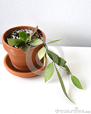 Hoya memoria (Hoya gracilis) houseplant isolated on a white background Stock Photo