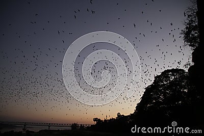 Countless Bats swarming out in the evening dusk Stock Photo
