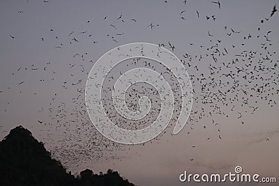 Hpa An, Myanmar: Countless Bats swarming out in the evening dusk Stock Photo