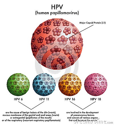 HPV (human papillomavirus) Vector Illustration