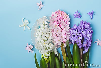 Hree multicolored flowering hyacinth flowers on a blue background. Springtime concept Stock Photo