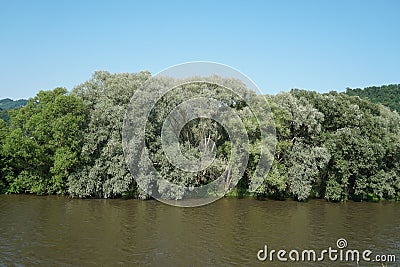 Hron river in Zarnovica region in central Slovakia with large willow tree touching the water level. Stock Photo