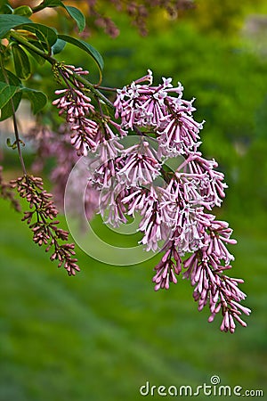 Shrub lilac, spring blooming panicles of pink lilac. Stock Photo