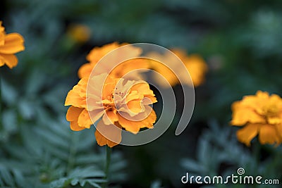 Huangqiuying chrysanthemum flower in spring indoors Stock Photo