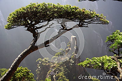 Huangshan Mountain pine Stock Photo