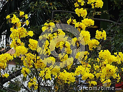 Huangzhong wood flowers and trees landscape Stock Photo