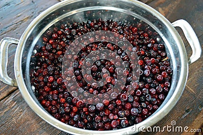 Huckleberries Stock Photo