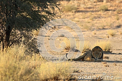The hude lions male Panthera leo lying in the shade of Kalahari desert Stock Photo