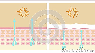 Huden exponerad för solen. vattenförlust. animerad video i 4k. uv skydd för ikon för animering av skalgrafik. ultraviolett shie vektor illustrationer Huden exponerad för solen. vattenförlust. animerad video i 4k. uv skydd för ikon för animering av skalgrafik. ultraviolett shie vektor illustrationer