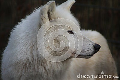 Hudson bay wolf head Stock Photo