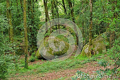 Huelgoat forest in Brittany Stock Photo